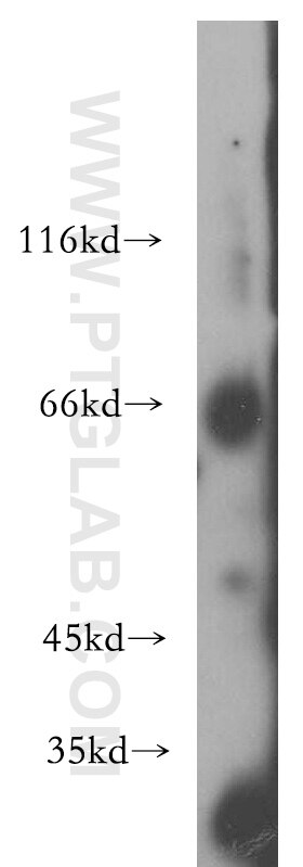 Western Blot (WB) analysis of PC-3 cells using GFI1 Polyclonal antibody (14198-1-AP)