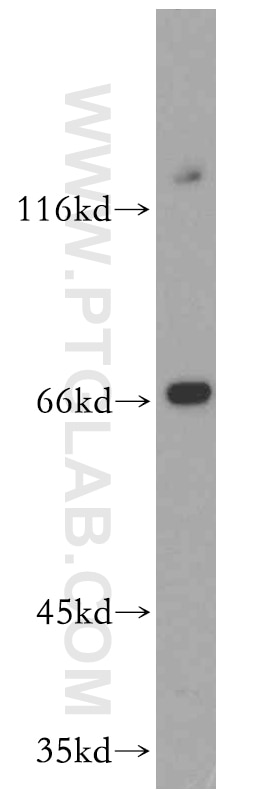 Western Blot (WB) analysis of RAW264.7 using GFI1 Polyclonal antibody (14198-1-AP)
