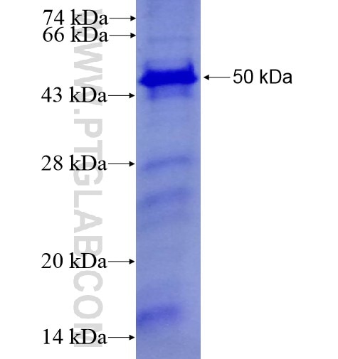 GFI1 fusion protein Ag5401 SDS-PAGE