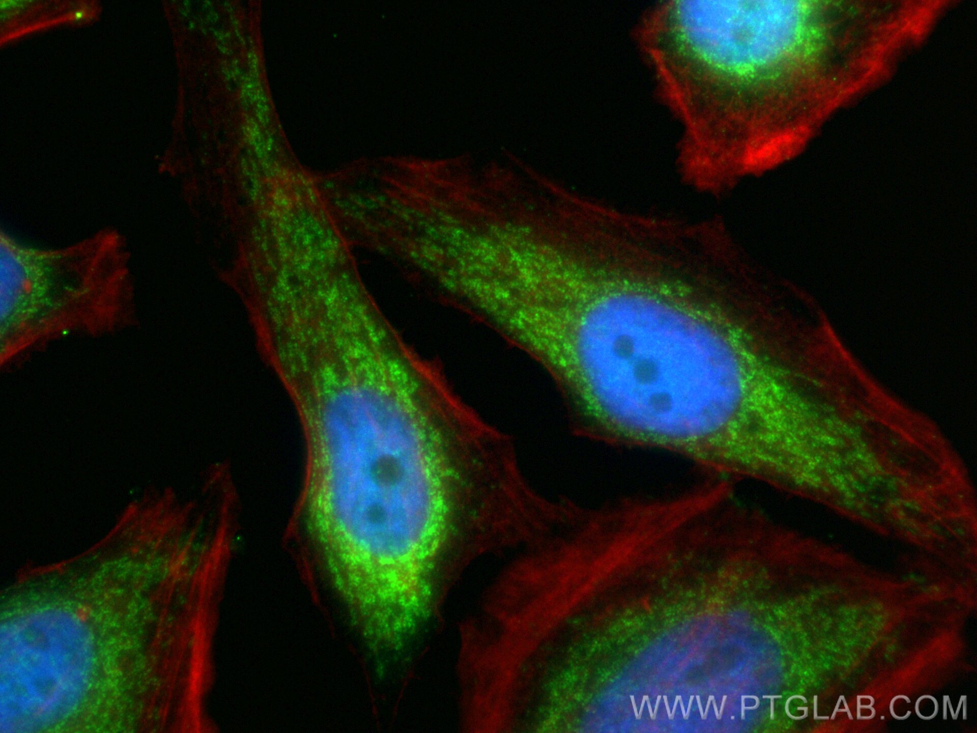 Immunofluorescence (IF) / fluorescent staining of HeLa cells using GFM1 Polyclonal antibody (14274-1-AP)