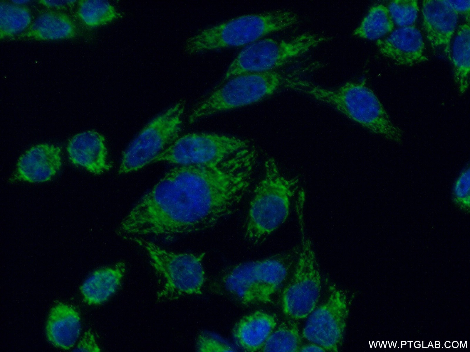 Immunofluorescence (IF) / fluorescent staining of HeLa cells using GFM1 Polyclonal antibody (14274-1-AP)