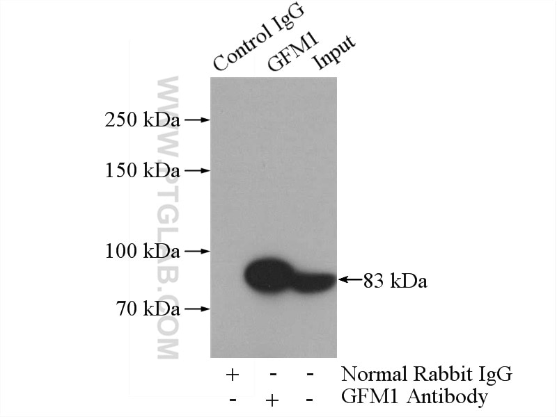 Immunoprecipitation (IP) experiment of HeLa cells using GFM1 Polyclonal antibody (14274-1-AP)
