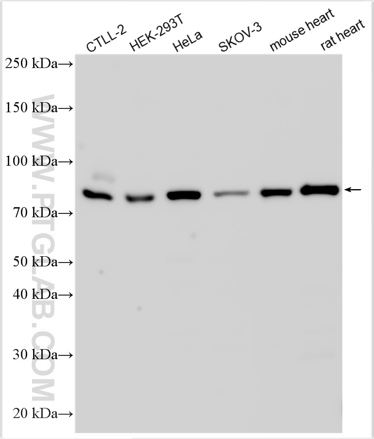 Western Blot (WB) analysis of various lysates using GFM1 Polyclonal antibody (14274-1-AP)