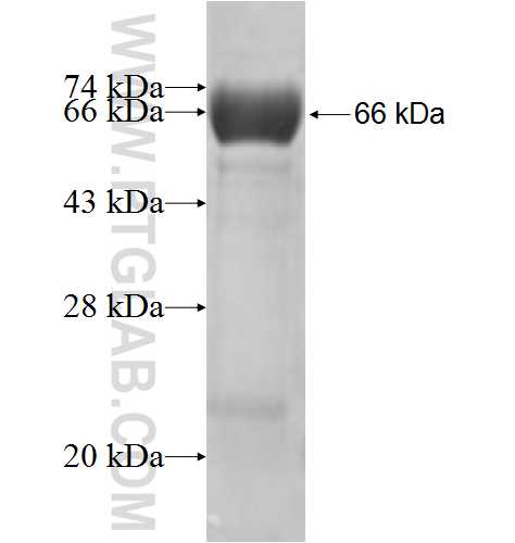 GFM1 fusion protein Ag5616 SDS-PAGE