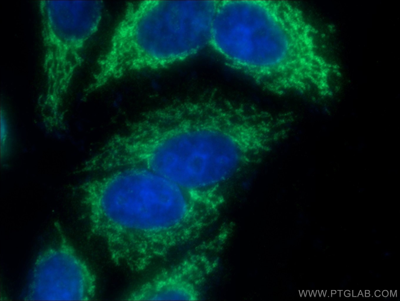 Immunofluorescence (IF) / fluorescent staining of HepG2 cells using GFM2 Polyclonal antibody (16941-1-AP)
