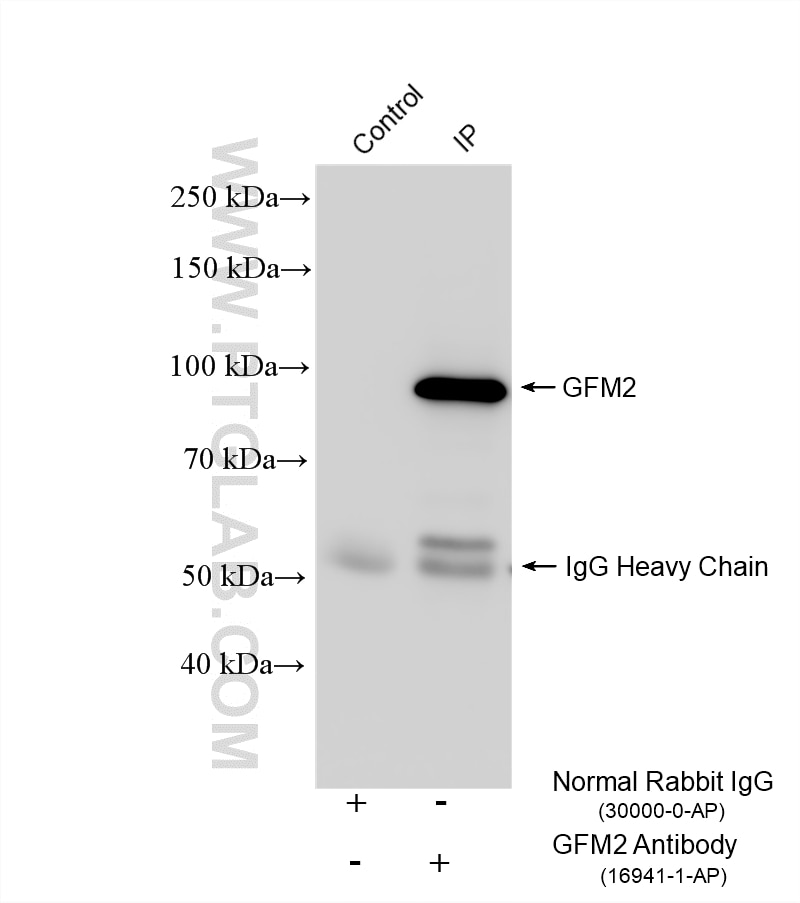Immunoprecipitation (IP) experiment of HepG2 cells using GFM2 Polyclonal antibody (16941-1-AP)