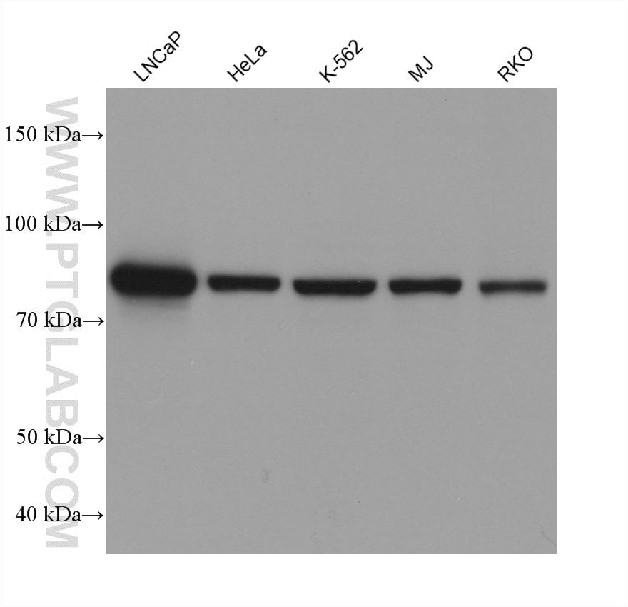 Western Blot (WB) analysis of various lysates using GFM2 Monoclonal antibody (60952-3-Ig)