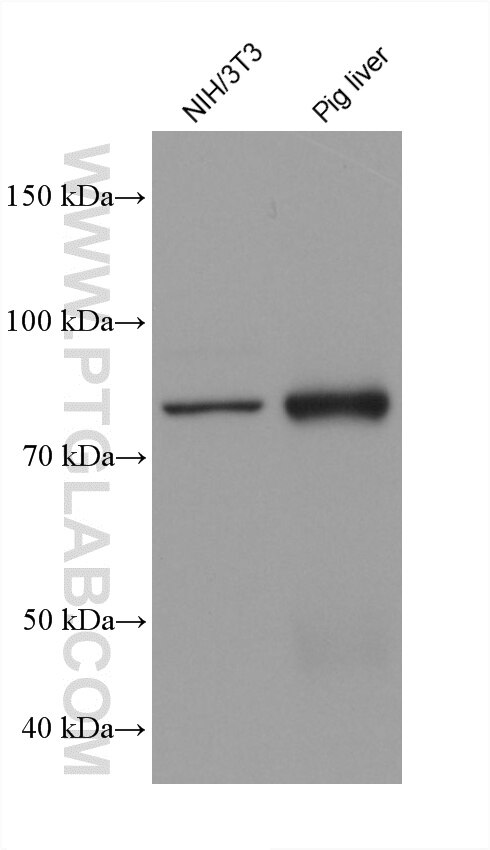 Western Blot (WB) analysis of various lysates using GFM2 Monoclonal antibody (60952-3-Ig)