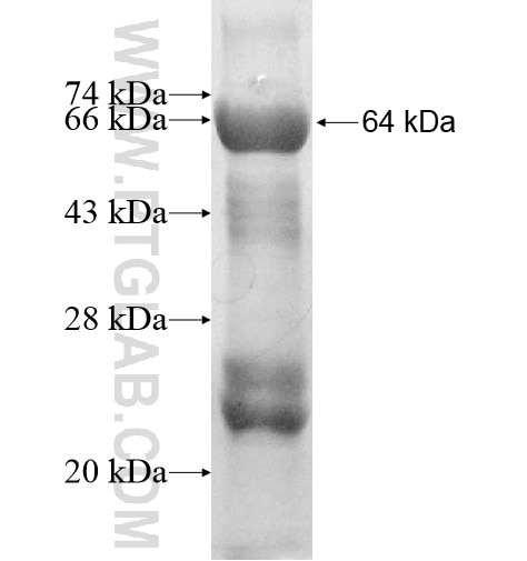 GFM2 fusion protein Ag10530 SDS-PAGE