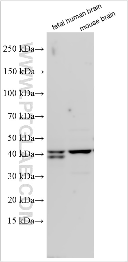 Western Blot (WB) analysis of various lysates using GFOD1 Polyclonal antibody (32902-1-AP)