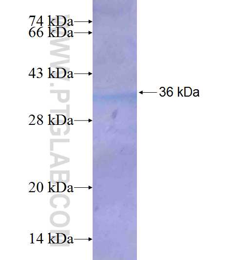GFOD2 fusion protein Ag9517 SDS-PAGE