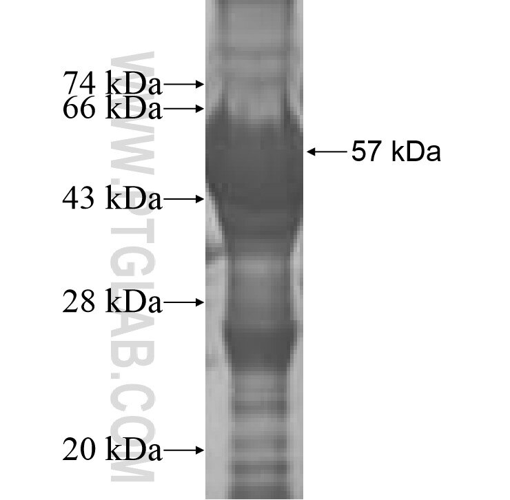 GFOD2 fusion protein Ag9518 SDS-PAGE
