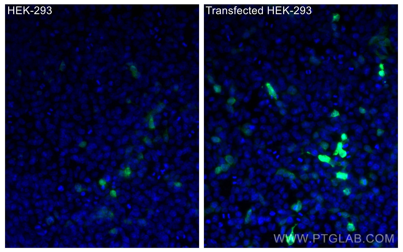 Immunofluorescence (IF) / fluorescent staining of Transfected HEK-293 cells using CoraLite® Plus 488-conjugated GFP tag Monoclonal a (CL488-66002)