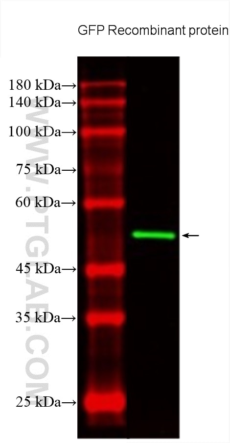 Western Blot (WB) analysis of various lysates using CoraLite® Plus 488-conjugated GFP tag Monoclonal a (CL488-66002)