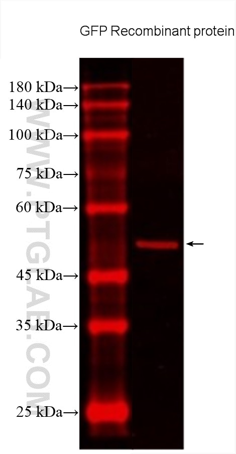 Western Blot (WB) analysis of various lysates using CoraLite®594-conjugated GFP tag Monoclonal antibod (CL594-66002)