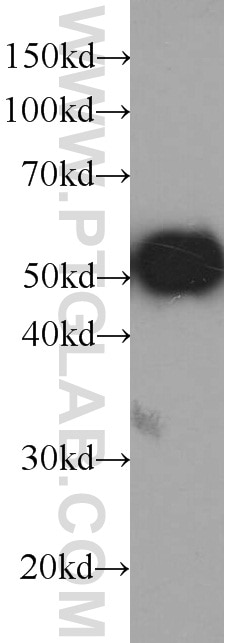 Western Blot (WB) analysis of Recombinant protein using HRP-conjugated GFP tag Monoclonal antibody (HRP-66002)