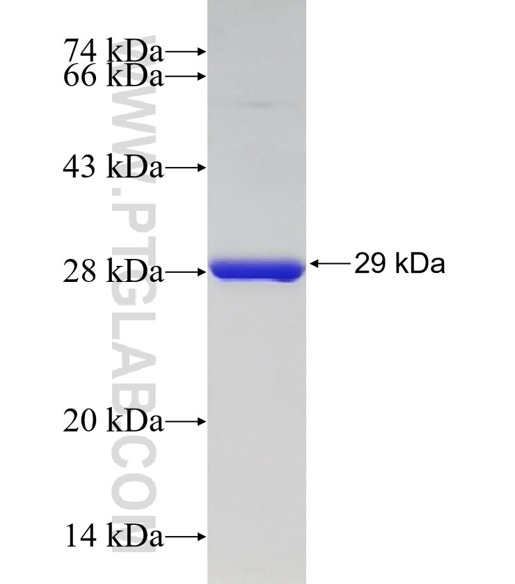 GFP tag fusion protein Ag33633 SDS-PAGE