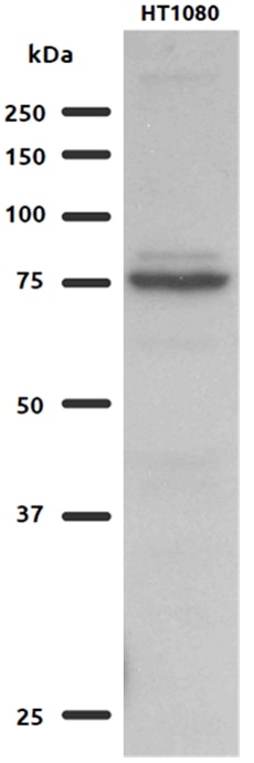 Western Blot (WB) analysis of HT1080 cells using GFPT2 Polyclonal antibody (15189-1-AP)