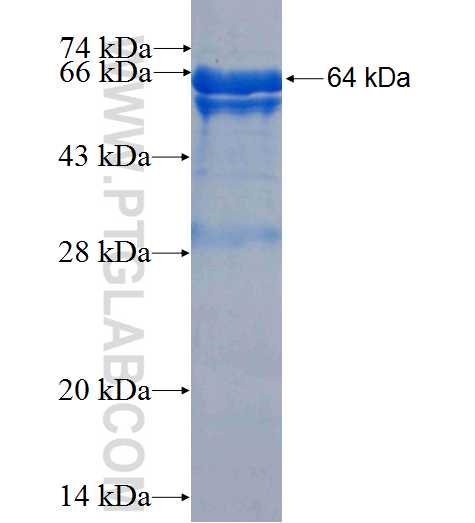GFPT2 fusion protein Ag7275 SDS-PAGE