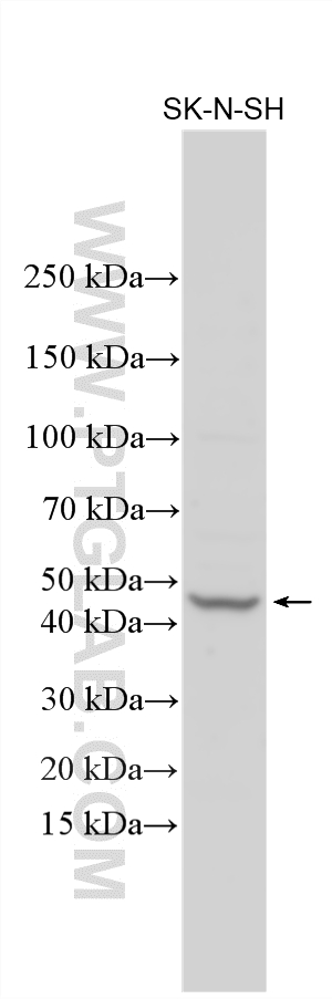Various lysates were subjected to SDS PAGE followed by western blot with 16324-1-AP (GFRA1 antibody) at dilution of 1:1000 incubated at room temperature for 1.5 hours. Western Blot (WB) analysis of various lysates using GFRA1 Polyclonal antibody (16324-1-AP)