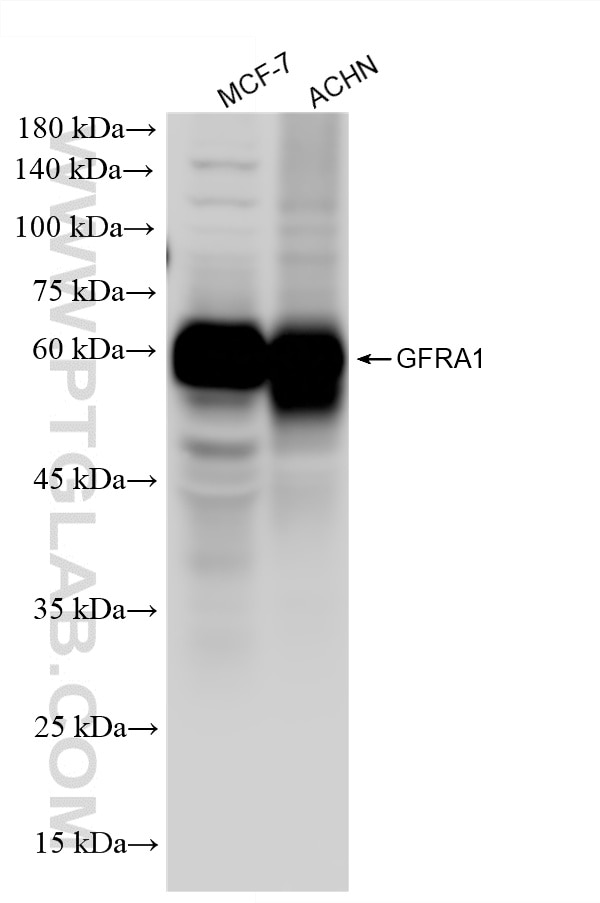 Various lysates were subjected to SDS PAGE followed by western blot with 87383-1-RR (GFRA1 antibody) at dilution of 1:3000 incubated at room temperature for 1.5 hours. Western Blot (WB) analysis of various lysates using GFRA1 Recombinant monoclonal antibody (87383-1-RR)