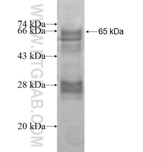 GFRA1 fusion protein Ag9407 SDS-PAGE