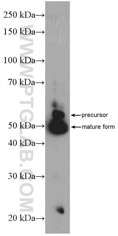 Western Blot (WB) analysis of mouse brain tissue using GFRA2 Polyclonal antibody (21973-1-AP)