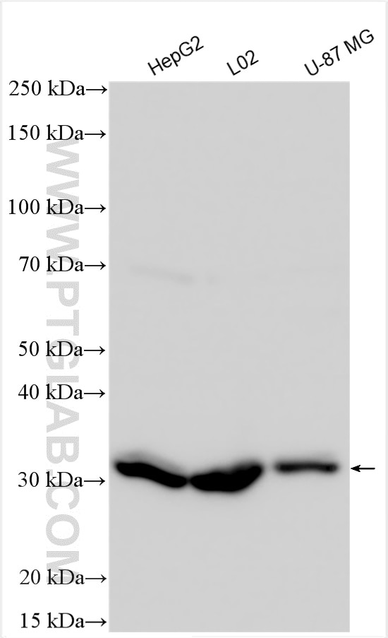 Western Blot (WB) analysis of various lysates using GFRA2 Polyclonal antibody (21973-1-AP)