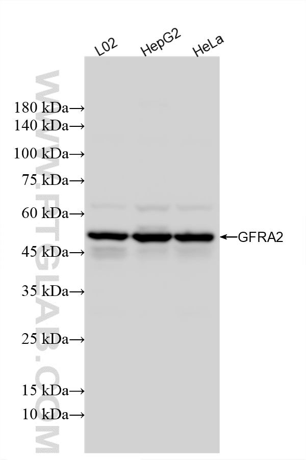 Western Blot (WB) analysis of various lysates using GFRA2 Recombinant monoclonal antibody (86922-1-RR)