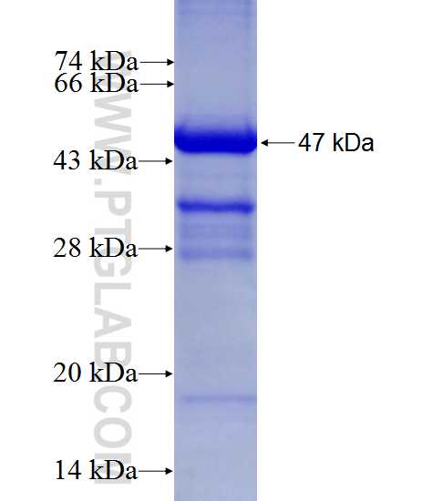 GFRA2 fusion protein Ag16893 SDS-PAGE