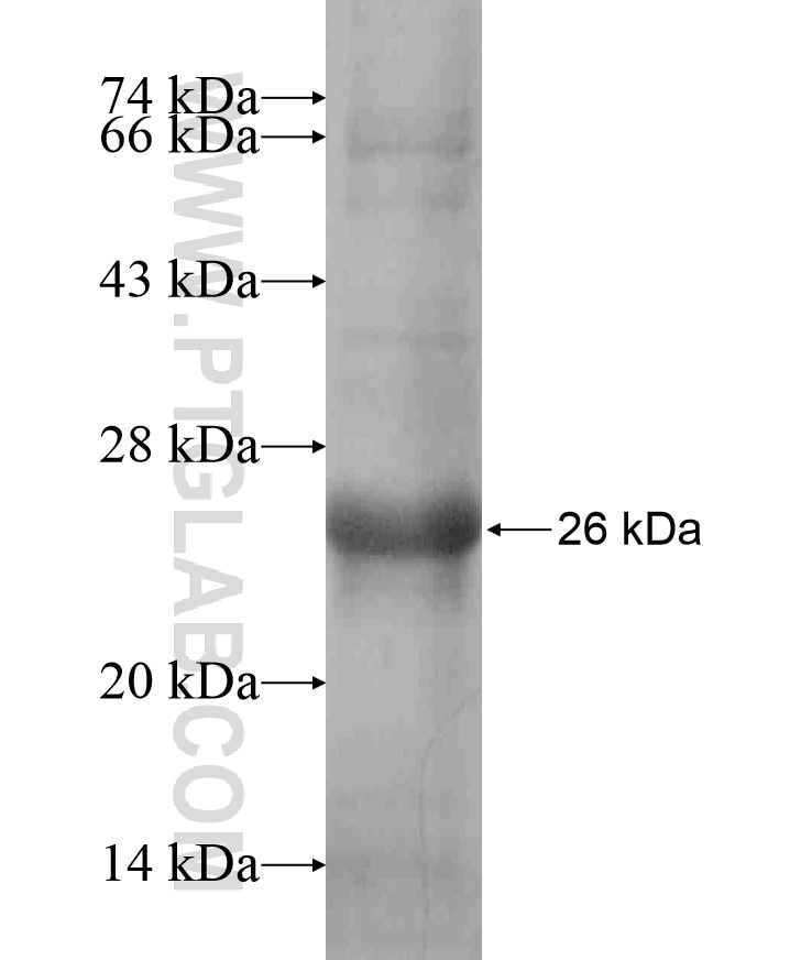 GFRA2 fusion protein Ag17462 SDS-PAGE