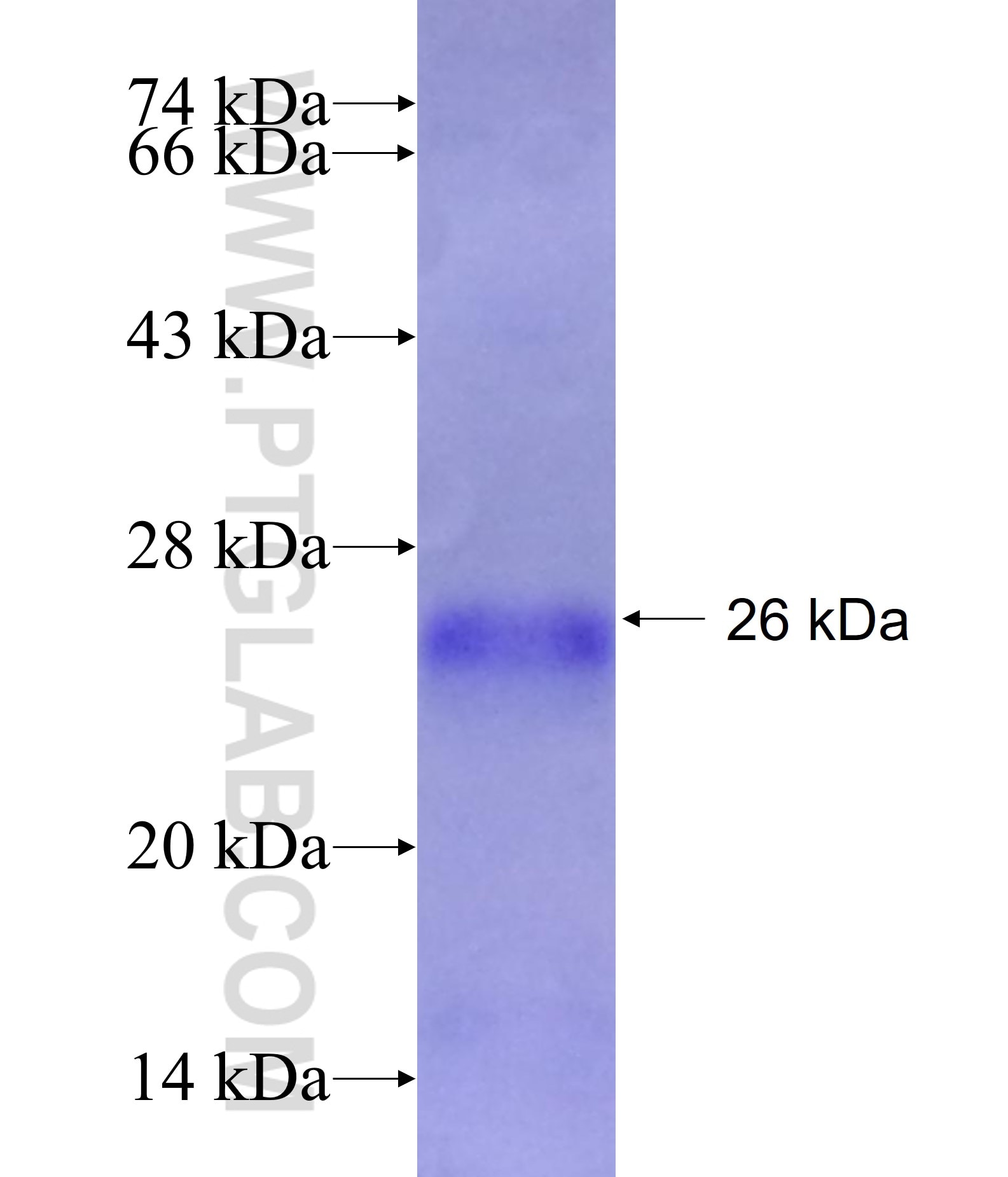 GFRA2 fusion protein Ag17462 SDS-PAGE