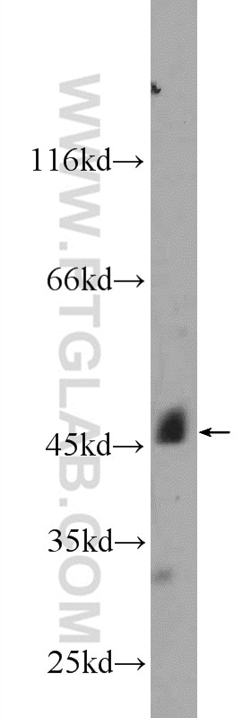 Western Blot (WB) analysis of mouse heart tissue using GFRA3 Polyclonal antibody (25379-1-AP)