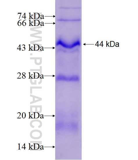 GFRA3 fusion protein Ag13253 SDS-PAGE