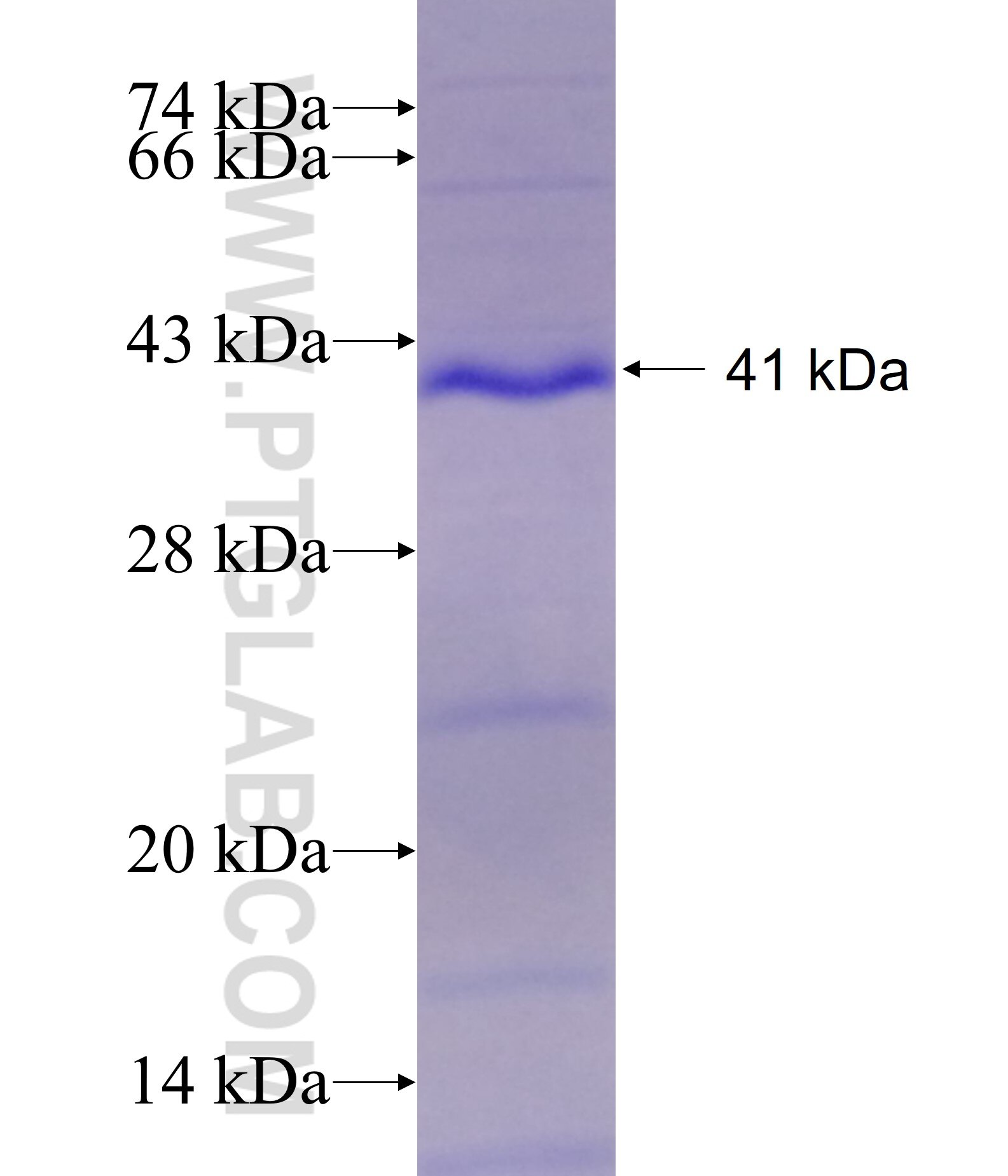 GFRA3 fusion protein Ag13253 SDS-PAGE