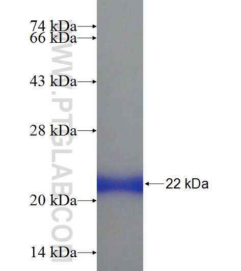 GGA1 fusion protein Ag22614 SDS-PAGE