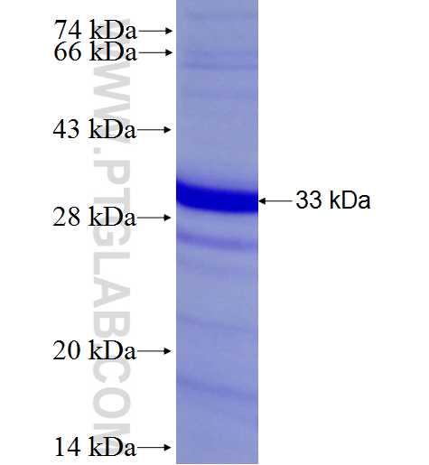 GGA2 fusion protein Ag28185 SDS-PAGE