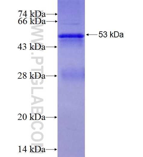 GGA2 fusion protein Ag0370 SDS-PAGE