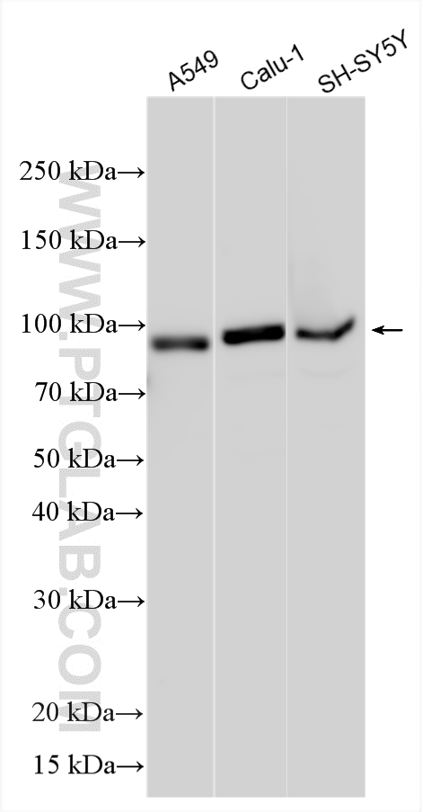 WB analysis using 33639-1-AP Western Blot (WB) analysis of various lysates using GGA3 Polyclonal antibody (33639-1-AP)