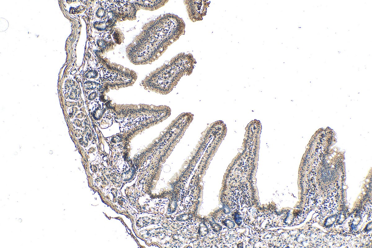 Immunohistochemistry (IHC) staining of mouse small intestine tissue using GGCT Polyclonal antibody (16257-1-AP)