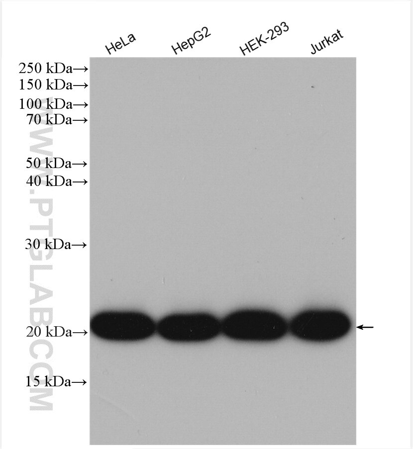 Western Blot (WB) analysis of various lysates using GGCT Polyclonal antibody (16257-1-AP)