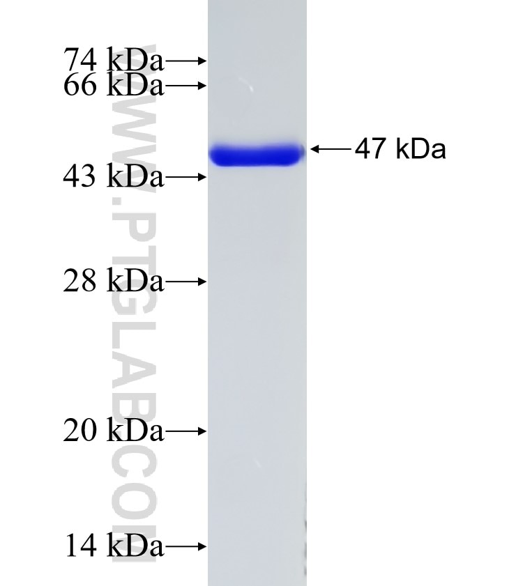 GGCT fusion protein Ag9284 SDS-PAGE
