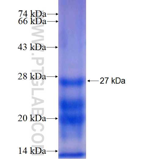 GGCT fusion protein Ag9588 SDS-PAGE
