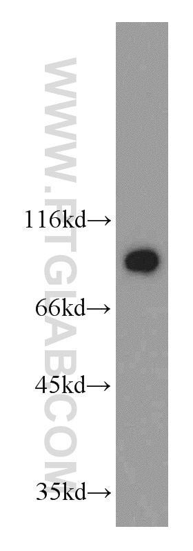 WB analysis of HEK-293 using 16209-1-AP