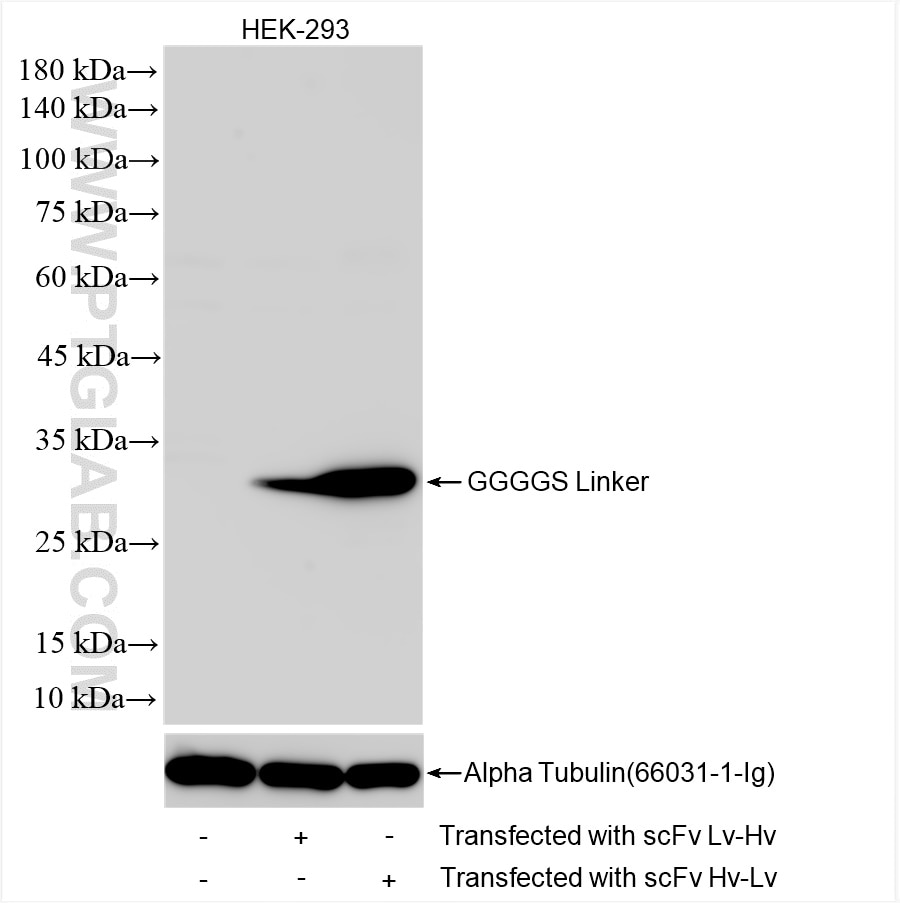 Western Blot (WB) analysis of Transfected HEK-293T cells using GGGGS Linker Recombinant antibody (85170-1-RR)