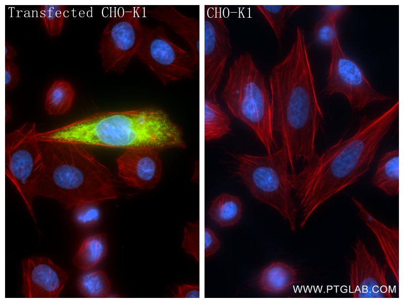 Immunofluorescence (IF) / fluorescent staining of Transfected CHO-K1 using Anti-  GGGGS Linker Rabbit Recombinant Antibody (98262-1-RR)