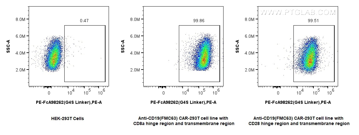 Flow cytometry (FC) experiment of Transfected HEK-293T cells using FcZero-rAb™ PE Anti-  GGGGS Linker Rabbit Recombin (PE-FcA98262)