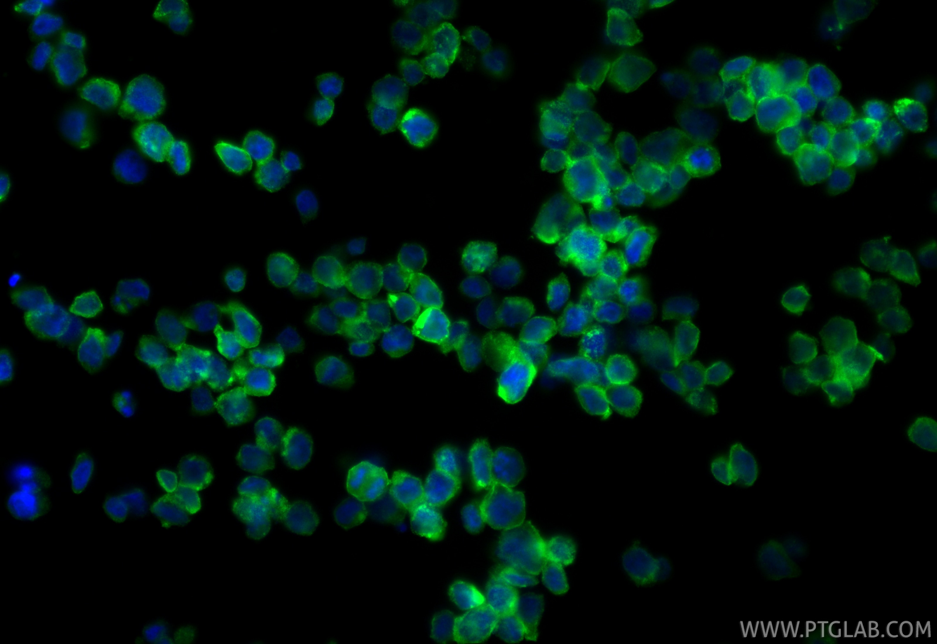 Immunofluorescence (IF) / fluorescent staining of HL-60 cells using GGH Polyclonal antibody (13264-1-AP)