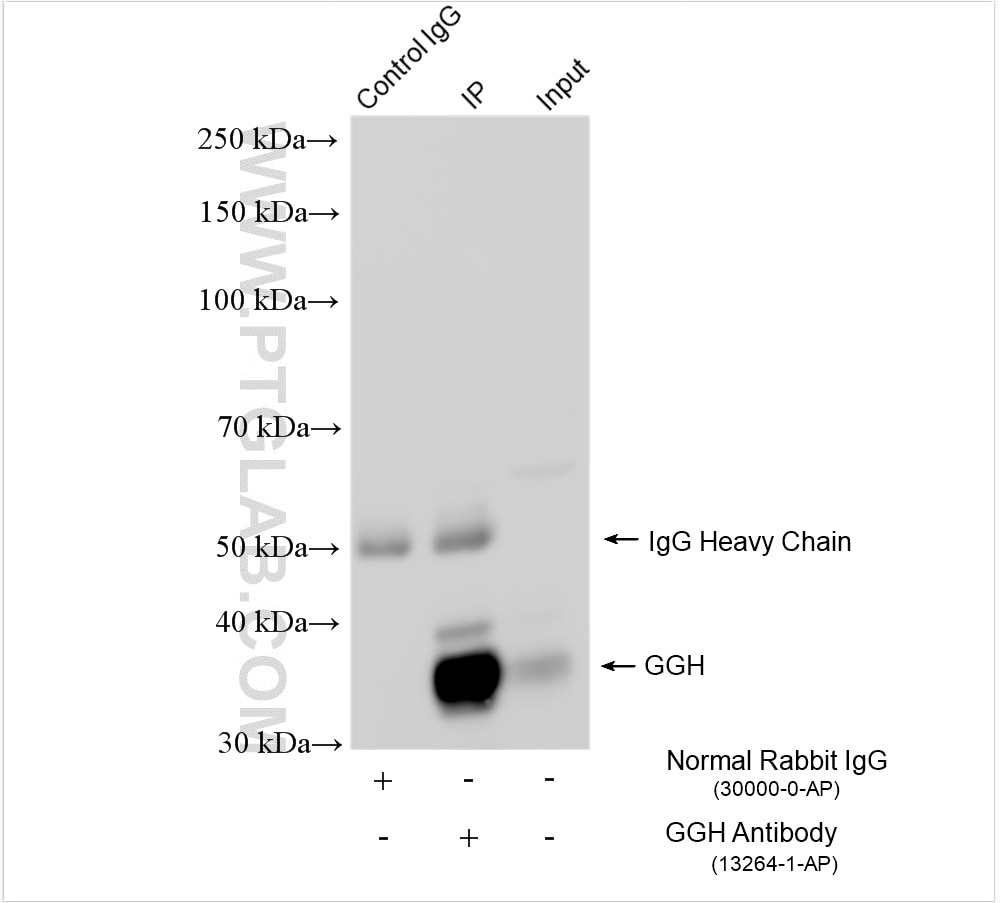 Immunoprecipitation (IP) experiment of HepG2 cells using GGH Polyclonal antibody (13264-1-AP)