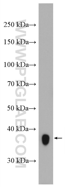 Western Blot (WB) analysis of MCF-7 cells using GGH Polyclonal antibody (13264-1-AP)